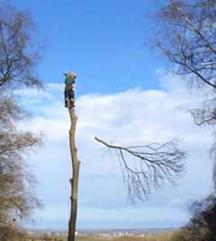 Man climbing tree