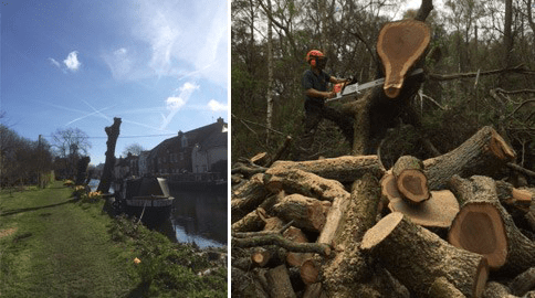 Tree surgery